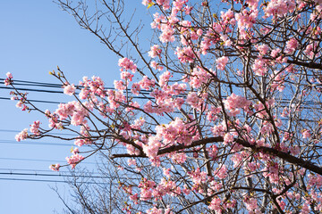 Close-up view of blooming pink plum blossoms against a bright sky during spring in Japan. The soft focus and upward angle highlight the beauty and delicacy of seasonal flowers in full bloom.