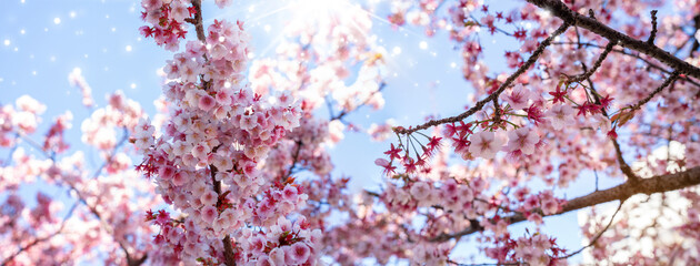Close-up view of blooming pink plum blossoms against a bright sky during spring in Japan. The soft...