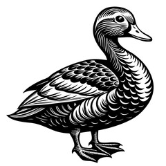 Mandarin Duck vector Outline Clipart – Exotic Colorful Waterfowl Drawing