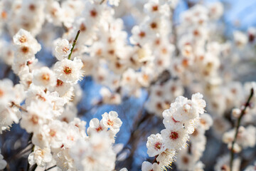 Close-up of blooming white plum blossoms in soft sunlight, symbolizing the arrival of early spring in Japan. The delicate petals and gentle bokeh create a dreamy, serene atmosphere in nature.