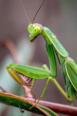 Green Mantis. Close-up of a Green Insect: Wildlife Macro Photography
