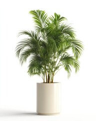 Obraz premium A vibrant, healthy parlor palm plant thrives in a sleek, off-white cylindrical planter, isolated against a bright white background, showcasing its lush green foliage. : Generative AI