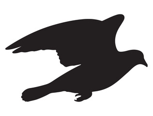 DOVE SILHOUETTE WHITE BACKGROUND