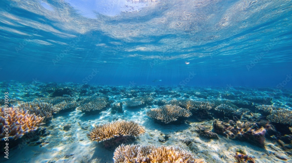 Poster underwater scene showcasing vibrant coral reef formations in a shallow, sunlit ocean. various coral 