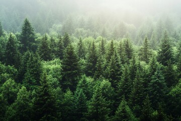 Fototapeta premium Misty Pine Forest Landscape with Layers of Green Trees and Atmospheric Fog