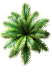 Tropical Palm Tree Top View
