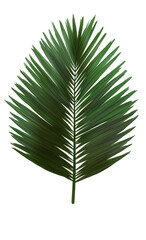 Detailed palm leaf graphic