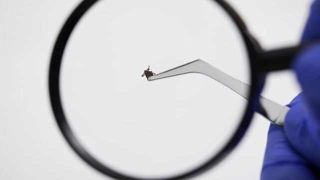 Medical professional wearing protective gloves holding dangerous tick with tweezers, carefully examining parasite through magnifying glass against sterile white background