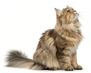 Obraz premium scottish fold cat isolated