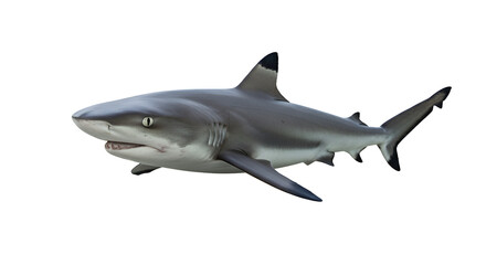 Blacktip Reef Shark in Shallow Lagoon