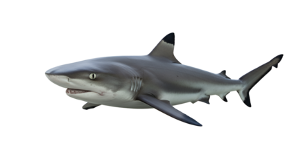 Blacktip Reef Shark in Shallow Lagoon