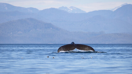 Seascape with Whale tail. The humpback whale (Megaptera novaeangliae) tail dripping with water in...