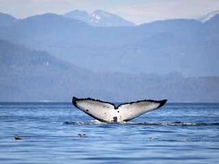 Seascape with Whale tail. The humpback whale (Megaptera novaeangliae) tail dripping with water in...