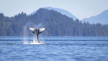 Seascape with Whale tail. The humpback whale (Megaptera novaeangliae) tail dripping with water in Knight Inlet, Vancouver Island, BC, Canada. © Gunter