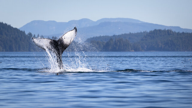 Seascape with Whale tail. The humpback whale (Megaptera novaeangliae) tail dripping with water in Knight Inlet, Vancouver Island, BC, Canada. - Powered by Adobe