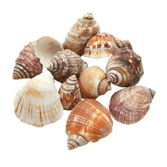 Obraz premium Assorted seashells, various sizes and colors