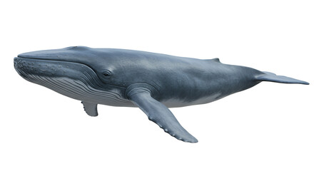 Fototapeta premium Blue Whale Breaching in Open Sea