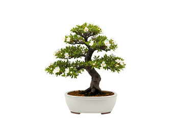 Miniature White Flower Bonsai Tree isolated on transparent background
