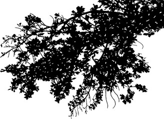 Naklejka premium Vector illustration of natural oak branch