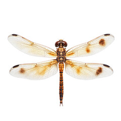 Dragonfly with intricate wings