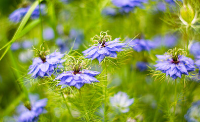 Black cumin in bloom in spring