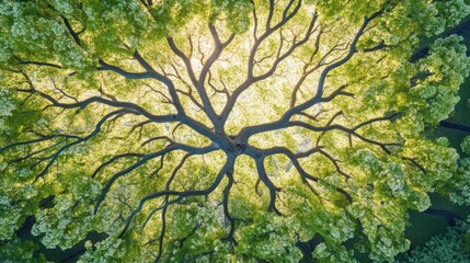 Fototapeta premium A majestic tree's canopy viewed from below, showcasing its intricate branches and vibrant green leaves illuminated by sunlight filtering through the foliage. : Generative AI