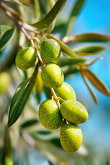 Olive tree branch, young green olives arranged in a row close-up on blurred foliage and blue sky background