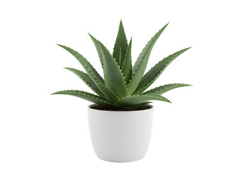 Aloe Vera Plant in White Pot Succulent Houseplant Image isolated on transparent background