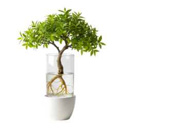 Miniature Bonsai Tree Small Plant Big Impact isolated on transparent background