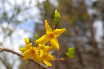 綺麗に咲いたレンギョウの花