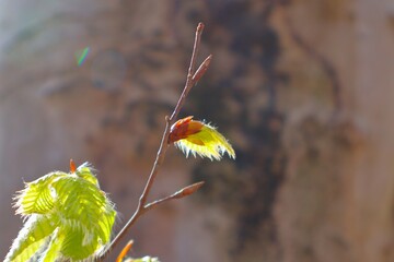 芽吹いたブナの新芽