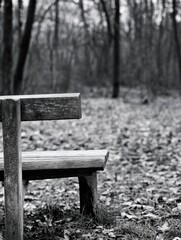 Fototapeta premium A weathered wooden bench sits alone in a quiet, leaf-strewn forest, bathed in the soft light of a winter day, offering a peaceful moment of solitude. : Generative AI