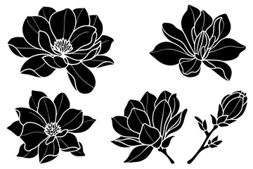 set of magnolia flowers with leaves. Flower silhoutte. Vector illustration