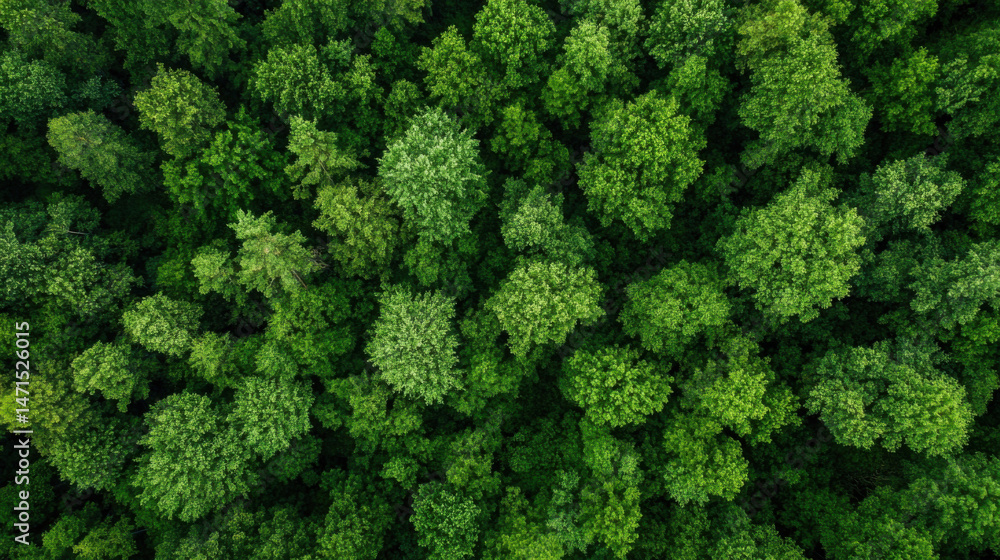 Poster Aerial view of a lush, green forest canopy, showcasing a dense collection of trees from directly above.  The vibrant foliage creates a textured, natural pattern. : Generative AI