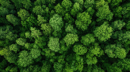 Naklejka premium Aerial view of a lush, green forest canopy, showcasing a dense collection of trees from directly above. The vibrant foliage creates a textured, natural pattern. : Generative AI