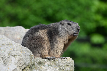 mountain marmot rodents zoo