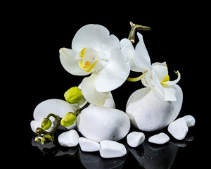 Elegant White Phalaenopsis Orchid Bloom on Smooth White Stones