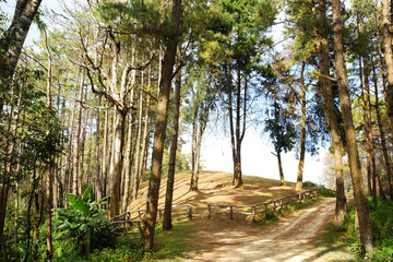 Beautiful sunshine in pine forest with winding mountain roads and walking route dirty road and wooden fence on the hill in natural sunlight in Thailand