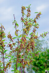 Peach leaf curl. Peach disease.