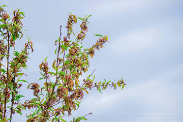 Peach leaf curl. Peach disease.