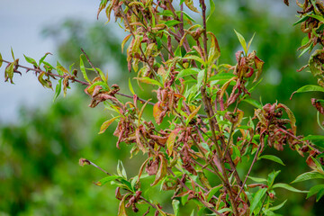 Peach leaf curl. Peach disease.