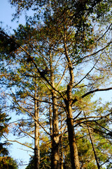 Pine trees in tropical forest in natural sunlight