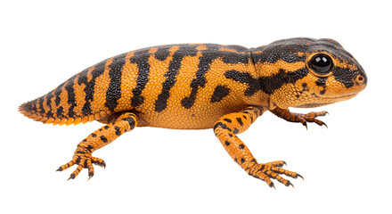Young European Eft on Mossy Rock
