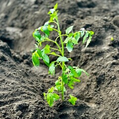 tomato plant recently planted in garden soil