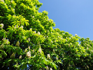 Blooming Horse Chestnut Tree with White Flowers Against Clear Blue Sky in Spring