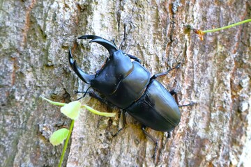 クヌギの木の幹を歩く大きなオオクワガタ