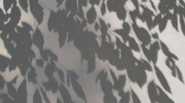 Leaves shadows peaceful dance on the white wall background, dynamic wallpaper 