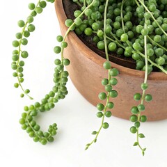 green beans in a pot