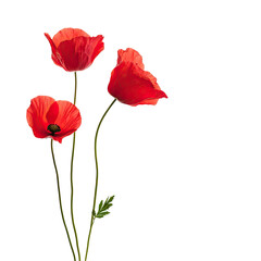 Red poppies on black background