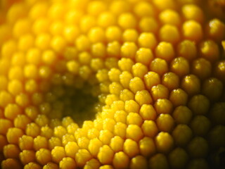 Gänseblümchen Makro